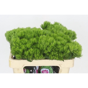 Dianthus Br Kiwi Mellow