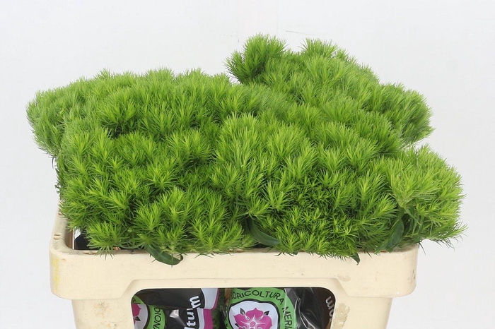 <h4>Dianthus Br Kiwi Mellow</h4>