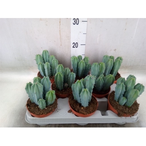Cereus   ...