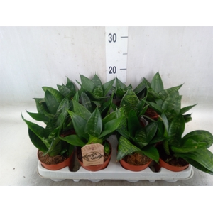 Sansevieria trifa. 'Hahnii'