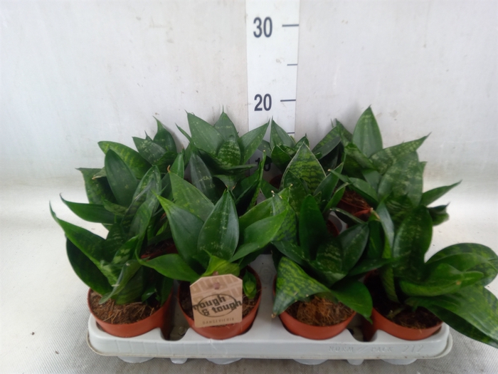 <h4>Sansevieria trifa. 'Hahnii'</h4>