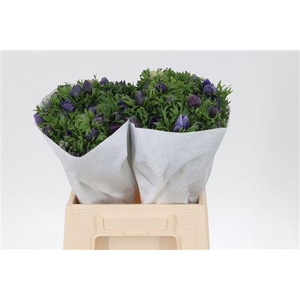 Anem Co Mis + D Blue