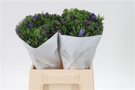 <h4>Anem Co Mis + D Blue</h4>