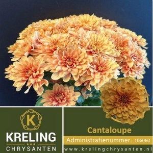CHR T CANTALOUPE