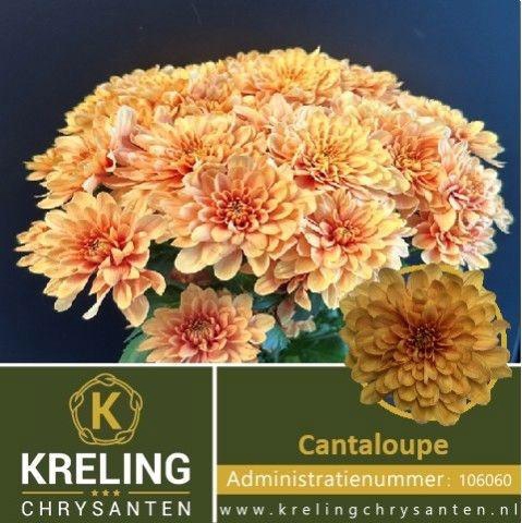 <h4>CHR T CANTALOUPE</h4>