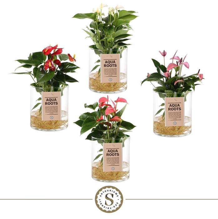 <h4>Aqua Roots Cilinder Mix</h4>