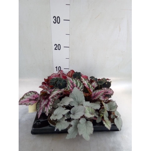 Begonia BD rex   ...mix