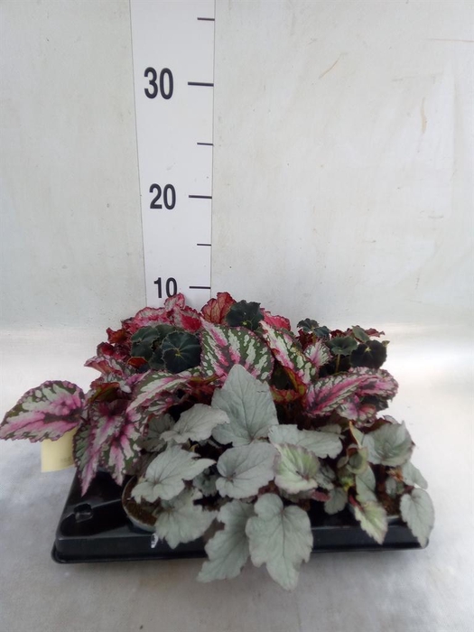 <h4>Begonia BD rex   ...mix</h4>