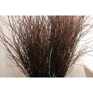 Berk120cm Naturel Vers Pbs