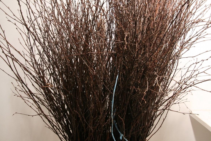 <h4>Berk120cm Naturel Vers Pbs</h4>