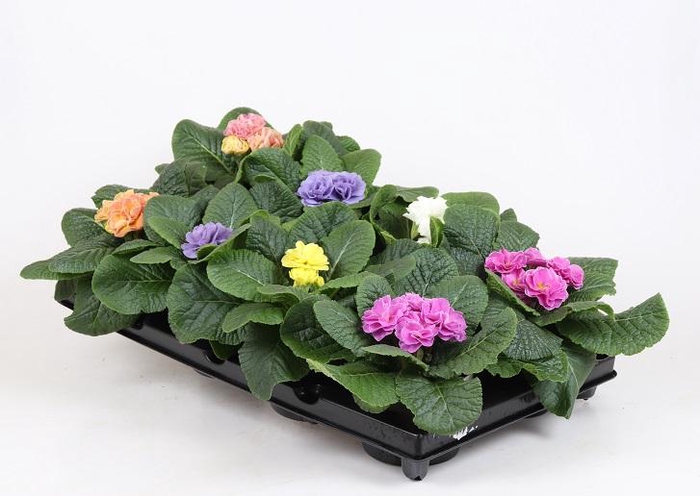 <h4>PRIMULA VULGARIS-HYBRID</h4>