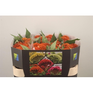 Celosia C Act Zara Orange
