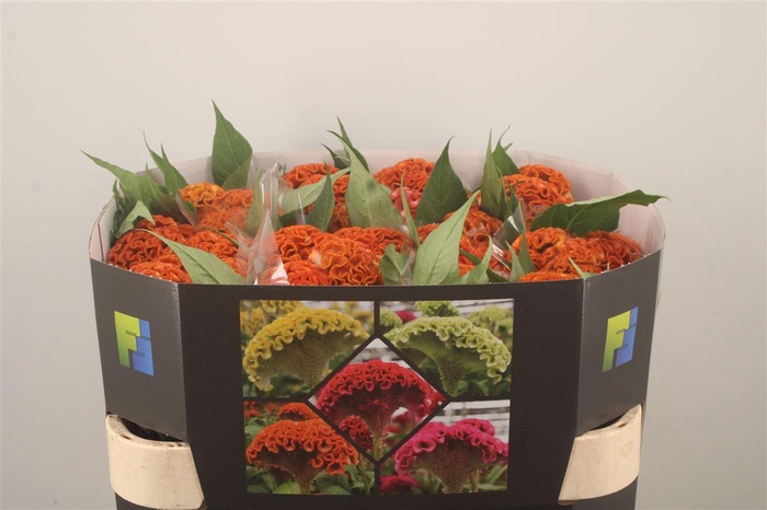 <h4>Celosia C Act Zara Orange</h4>