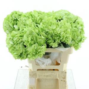 Hydr A Light Green
