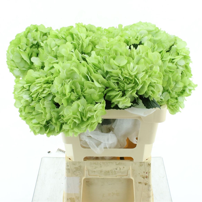 <h4>Hydr A Light Green</h4>