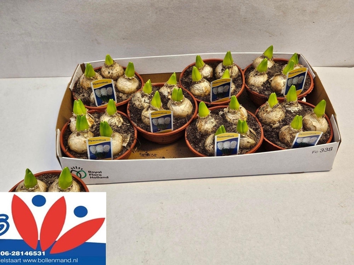 <h4>HYACIN WHITE PEARL</h4>