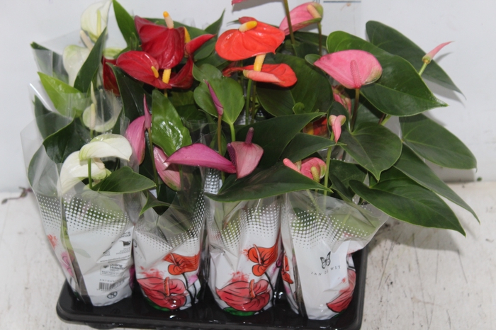 <h4>ANTHURIUM VARIADO P06</h4>