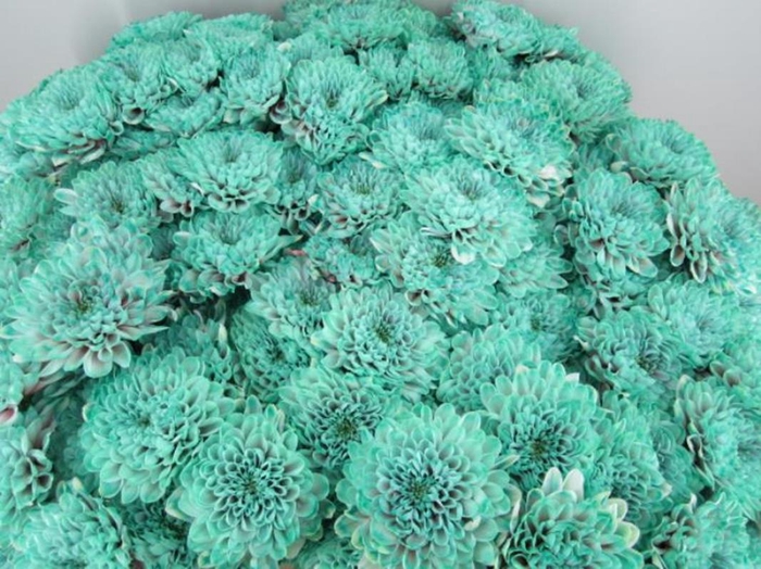 <h4>Chr T Altaj Bubbelicious</h4>