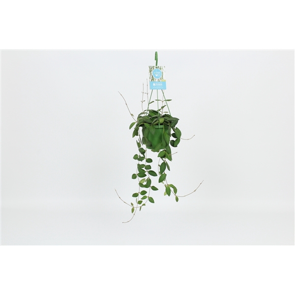 <h4>HangonGreen Hoya Burtoniae 14 cm</h4>