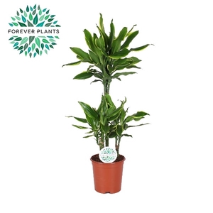 Dracaena Golden Coast p21, 45+15+10