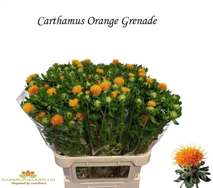 <h4>Carth T Orange Grenade</h4>