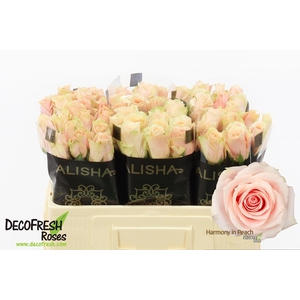 Rosa gr Harmony in Peach