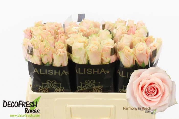 <h4>Rosa gr Harmony in Peach</h4>
