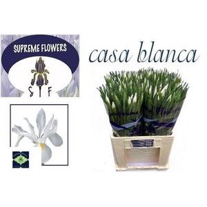 IRIS CASABLANCA