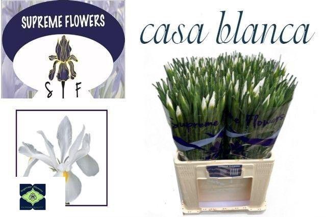 <h4>IRIS CASABLANCA</h4>