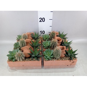 Arr.  Cactus L%