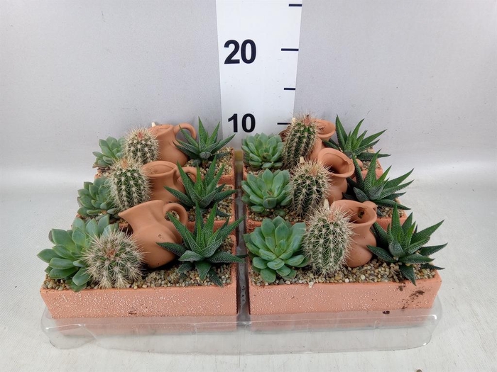 <h4>Arr. Cactus L%</h4>