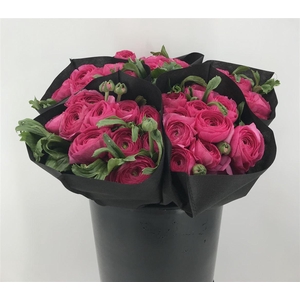 Ran Suc Charleston Sup