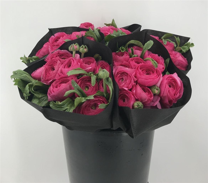 <h4>Ran Suc Charleston Sup X30</h4>