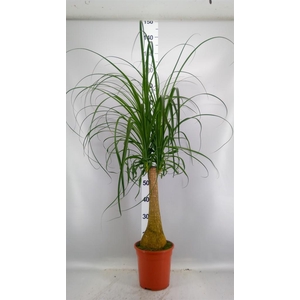Beaucarnea recurvata