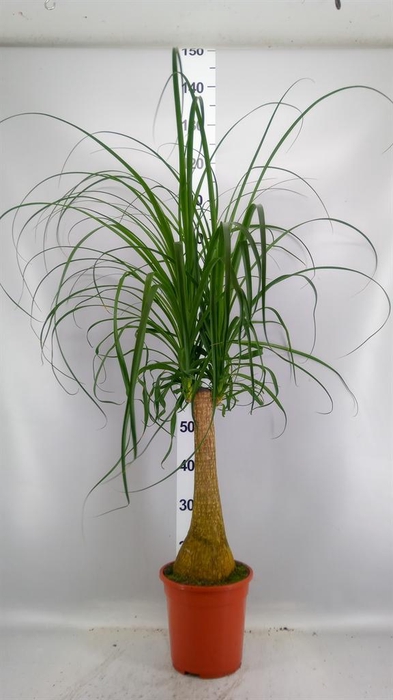 <h4>Beaucarnea recurvata</h4>