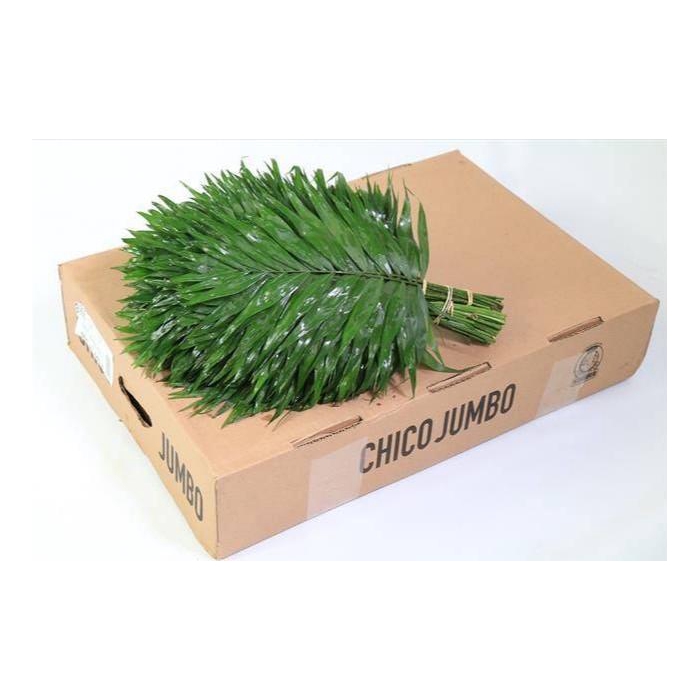 <h4>CHICO JUMBO BROWN BOX</h4>