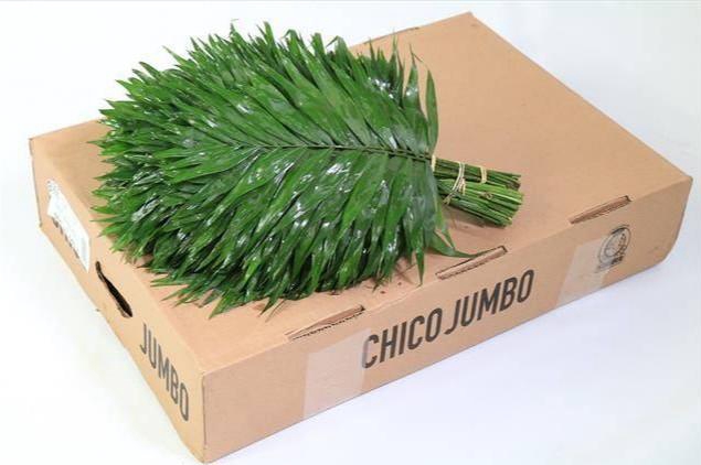 <h4>CHICO JUMBO BROWN BOX</h4>