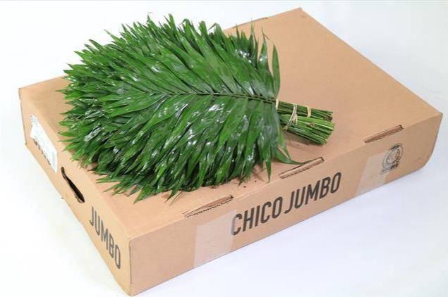 CHICO JUMBO BROWN BOX