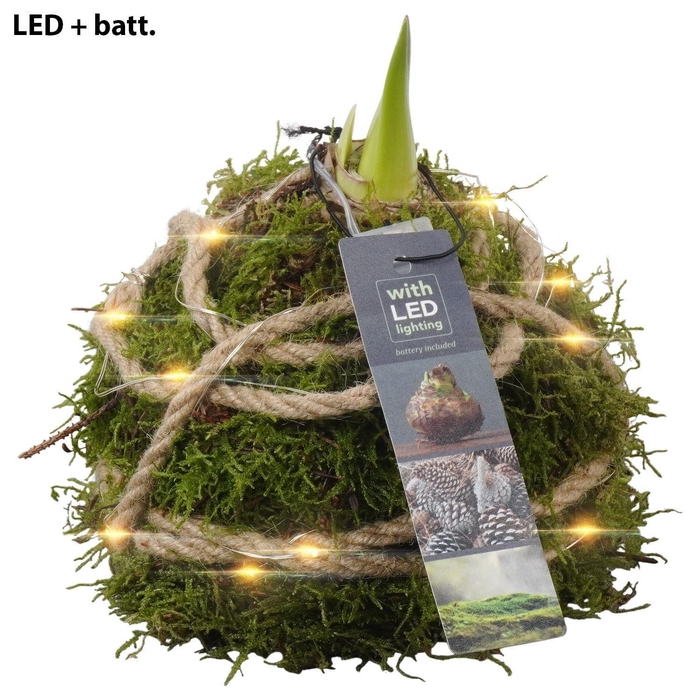 <h4>Arr.  Hippeastrum  L%</h4>