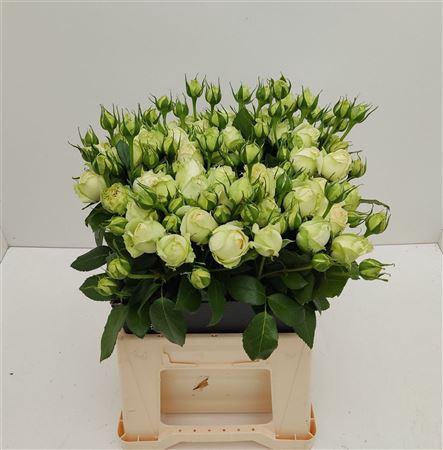 <h4>R Tr Wedding Piano</h4>