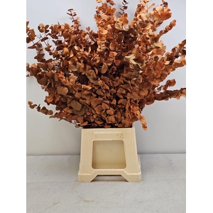 GESTABILISEERD EUC STUARTIANA ORANJE