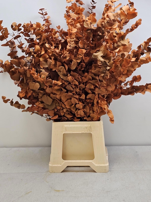 <h4>GESTABILISEERD EUC STUARTIANA ORANJE</h4>