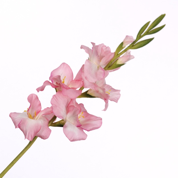 <h4>Gladiolus Spray White Pink FL440353WHP</h4>