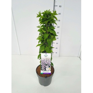 Deutzia