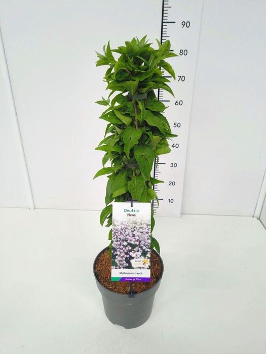 <h4>Deutzia</h4>