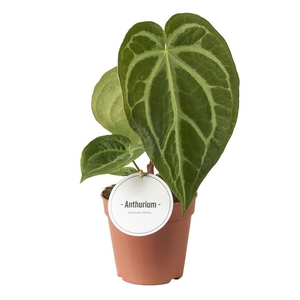 Anthurium blad