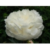 Paeonia Edens Temptation