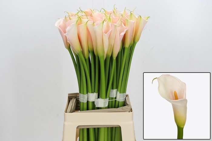 <h4>ZANT AE EYD SALMON</h4>