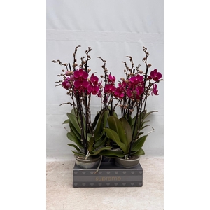 Phalaenopsis multiflora paars - 2 tak 50-60cm