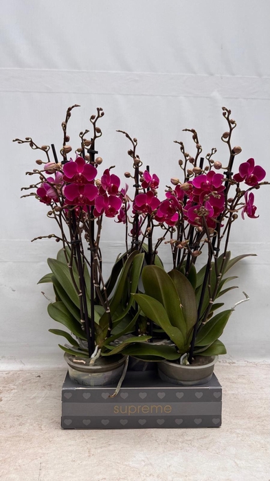 <h4>Phalaenopsis multiflora paars - 2 tak 50-60cm</h4>